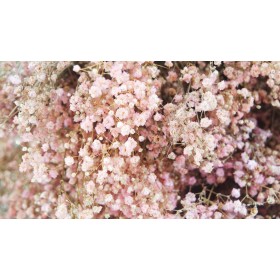 feuillage stabilisé gypsophile rose