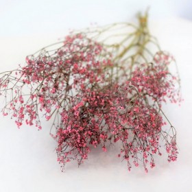 feuillage stabilisé gypsophile grenadine