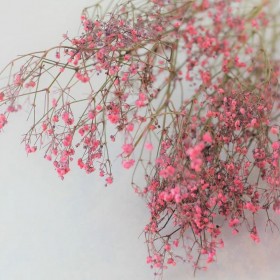 feuillage stabilisé gypsophile grenadine