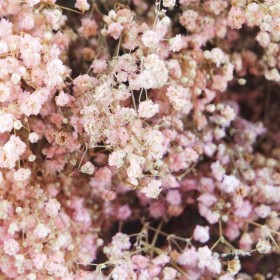 feuillage stabilisé gypsophile rose