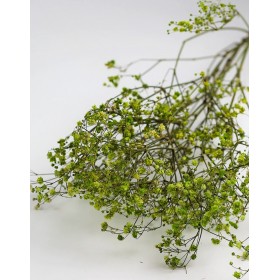 feuillage stabilisé gypsophile vert