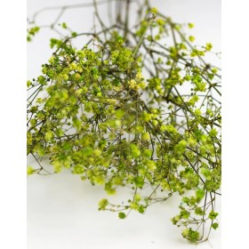 feuillage stabilisé gypsophile vert