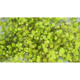 feuillage stabilisé gypsophile vert