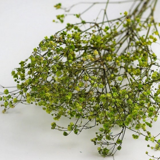 Bouquet de gypsophile stabilisé vert - fleurs naturelles stabilisées - décoration intérieure - Deco-Vegetale
