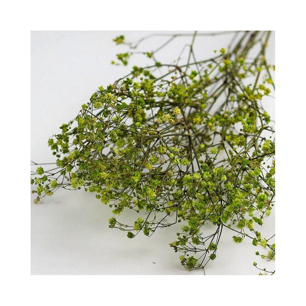 Bouquet de gypsophile stabilisé vert - fleurs naturelles stabilisées - décoration intérieure - Deco-Vegetale