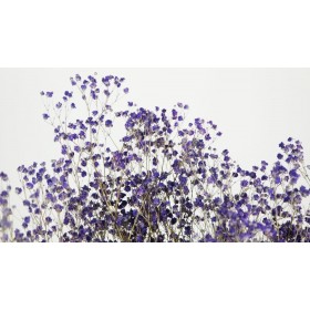 feuillage stabilisé gypsophile lavande