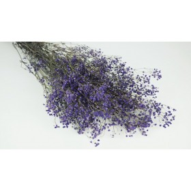 feuillage stabilisé gypsophile lavande