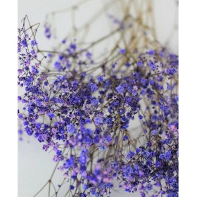 feuillage stabilisé gypsophile lavande