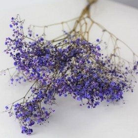 feuillage stabilisé gypsophile lavande