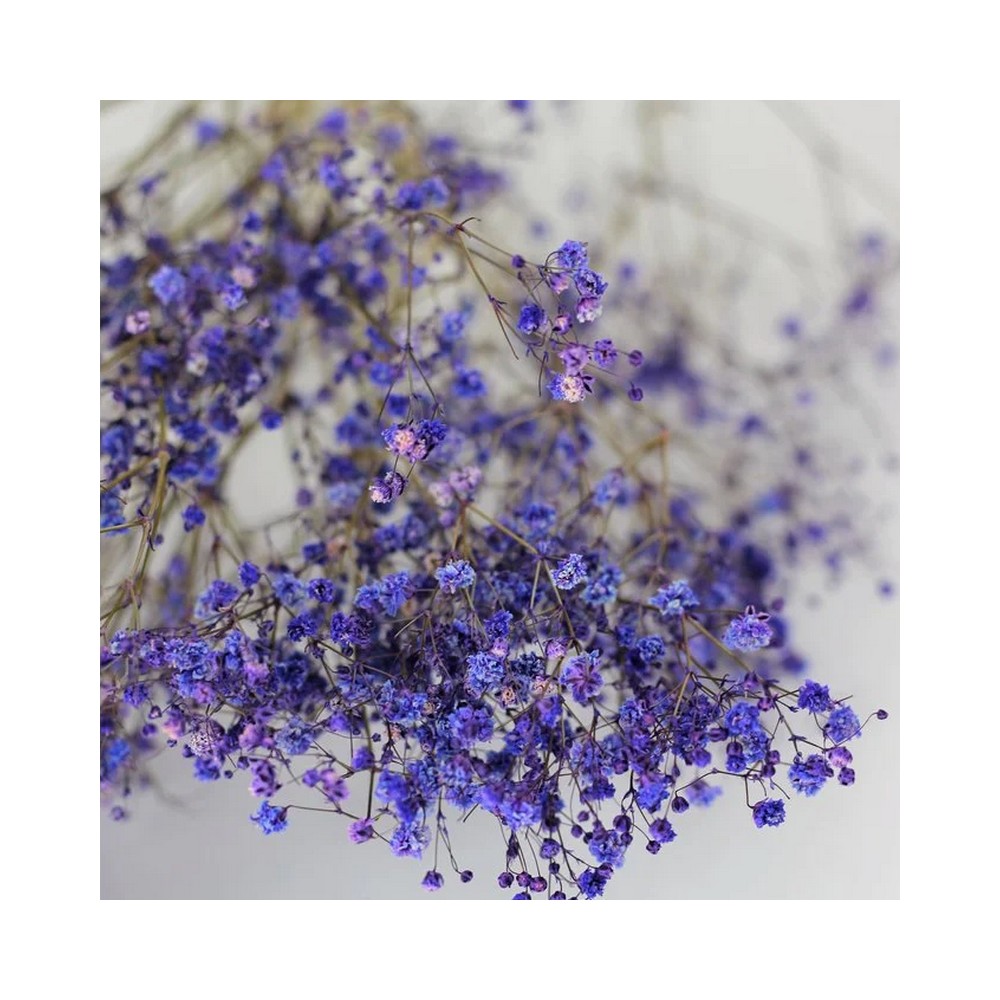 Bouquet de gypsophile stabilisé lavande - fleurs naturelles stabilisées - décoration intérieure - Deco-Vegetale