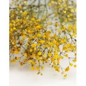 feuillage stabilisé gypsophile jaune