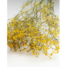 feuillage stabilisé gypsophile jaune