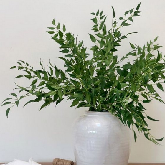 Bouquet de ruscus stabilisé vert - feuillage naturel stabilisé - Deco-Vegetale