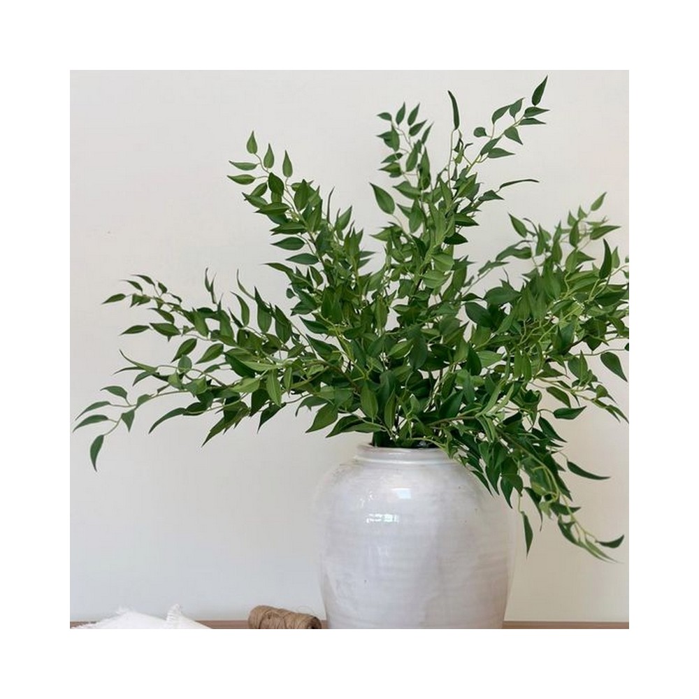 Bouquet de ruscus stabilisé vert - feuillage naturel stabilisé - Deco-Vegetale