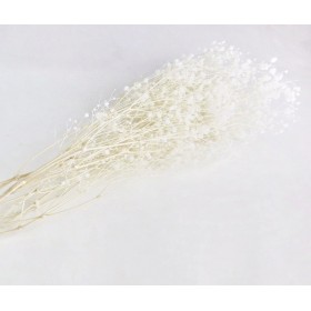 bouquet de diosmi stabilisé blanc
