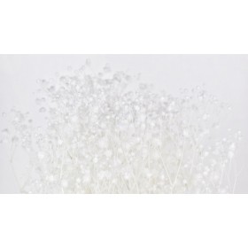 bouquet de diosmi stabilisé blanc