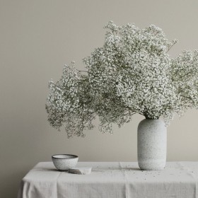 bouquet de diosmi stabilisé blanc