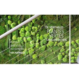 Photographie en gros plan  d'un mur vegetal de plantes naturelles sans entretien