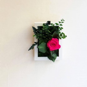 Petit cadre de plantes stabilisées SWEET BIRD avec fleur fuchsia