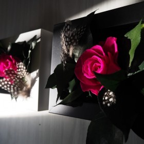 Tableaux vegetaux cadres noir et blanc eclaires en situation mural d'interieur
