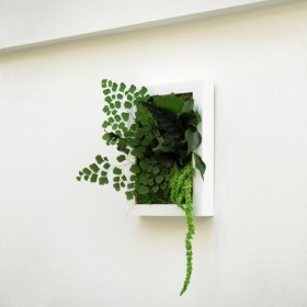 Détail d'un cadre de plantes stabilisées haut de gamme SWEET UP