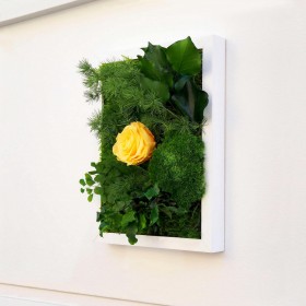 Tableau végétal stabilisé BELLE EPOQUE avec rose jaune, mousses et feuillages verts dans cadre blanc