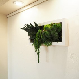 Tableau végétal stabilisé CURLY SUE  végétaux naturels stabilisés  décoration murale