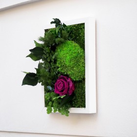 Tableau végétal stabilisé Mango Charm avec mousse verte boule et une rose éternelle prune