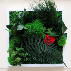 gros plan Cadre mural vegetal carre blanc deco d'interieur rose rouge et mousse naturelle