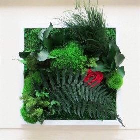 Tableau vegetal carre cadre blanc avec rose eternelle rouge et plantes stabilisees