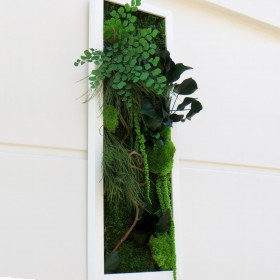 Détail du tableau végétal Mont Tacoma avec mousses stabilisées et feuillages retombants