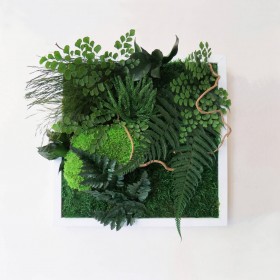 Zoom sur les plantes naturelles stabilisées du tableau végétal Nature
