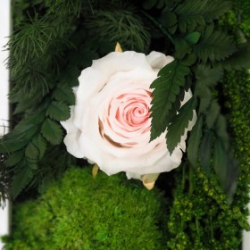 Gros plan rose eternelle rose poudre et mousse boule naturelle dans tableau vegetal