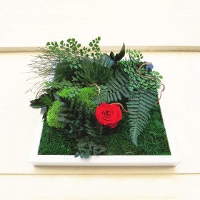 tableau végétal stabilisé et rose éternelle