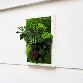 Tableau végétal stabilisé TOPLIPS vue de profil en cadre blanc avec feuillages verts et capsule de lotus
