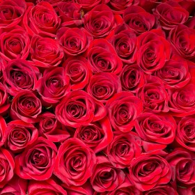 détail d'un Mur végétal stabilisé de roses éternelles rouge fabriqué en France