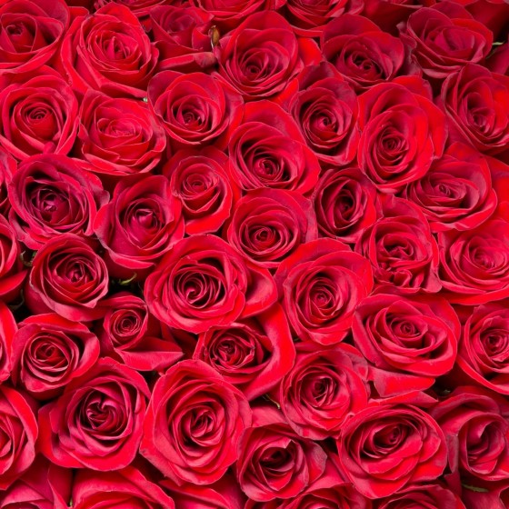 détail d'un Mur végétal stabilisé de roses éternelles rouge fabriqué en France