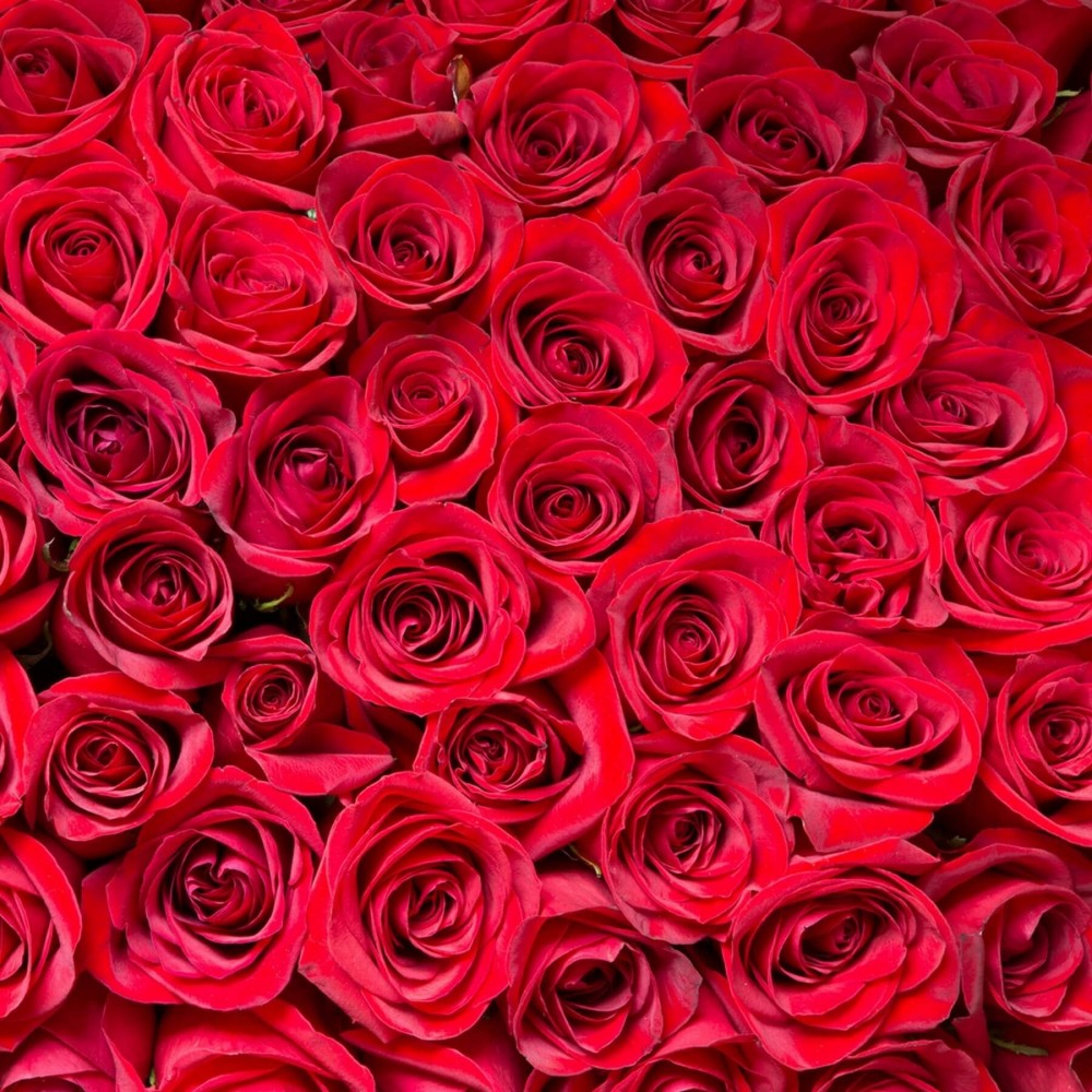 détail d'un Mur végétal stabilisé de roses éternelles rouge fabriqué en France