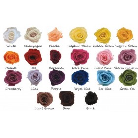 Nuancier de couleurs disponibles pour mur de roses stabilisées