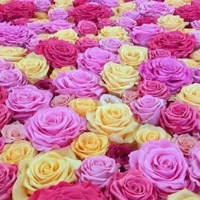 Gros plan sur roses stabilisées roses et jaunes