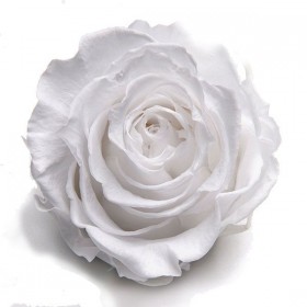 Rose stabilisées PURE WHITE