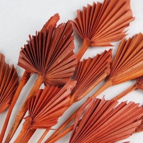 Bouquet de palm mini rouge terracotta – éventails séchés déco Deco-Vegetale
