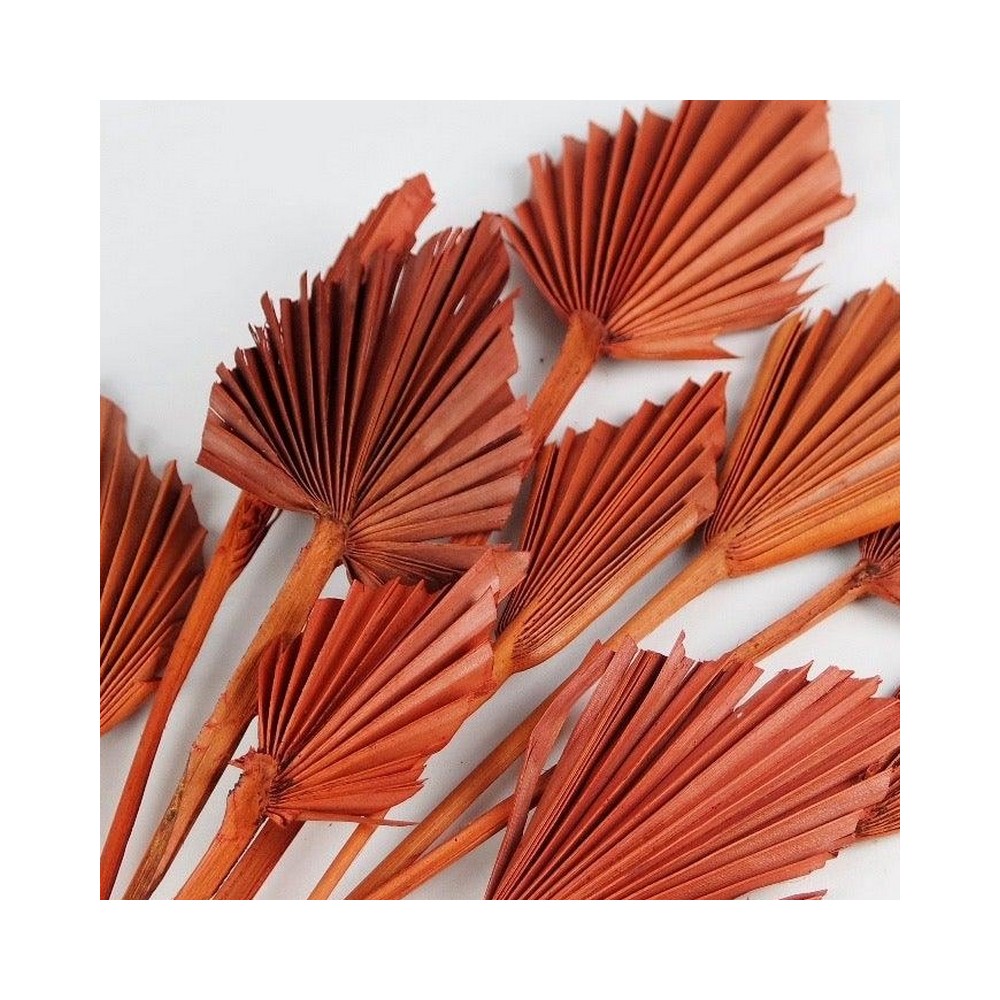 Bouquet de palm mini rouge terracotta – éventails séchés déco Deco-Vegetale