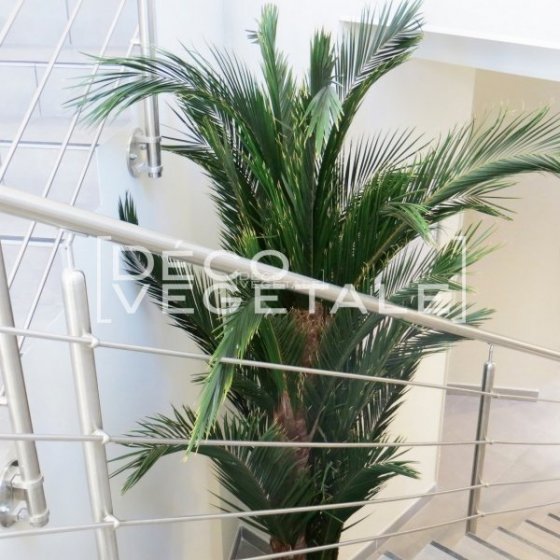 Plante Stabilisée Palmier Kentia Création Originale de Déco Végétale