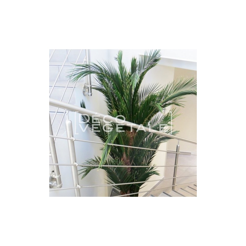Plante Stabilisée Palmier Kentia Création Originale de Déco Végétale