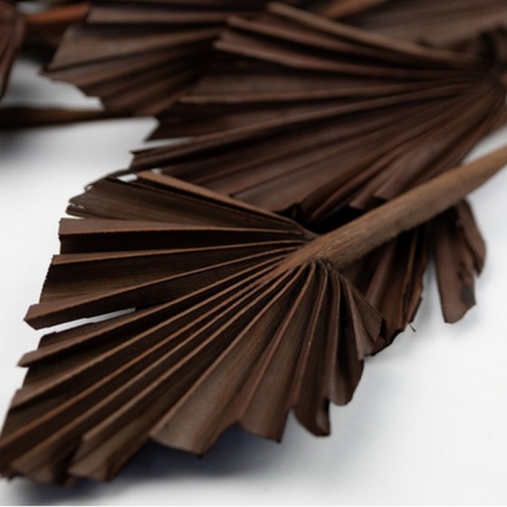 Bouquet de palm mini noisette chocolat – éventails séchés décoration bohème Deco-Vegetale