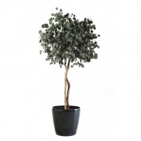 plante stabilisée