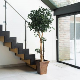 Plante stabilisée eucalyptus copa populus - grand format naturel stabilisé - Deco-Vegetale