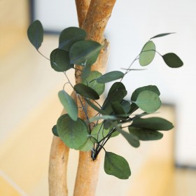 plante stabilisée