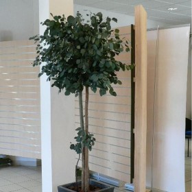 plante stabilisée